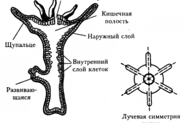 Кракен даркнет только через тор скачать